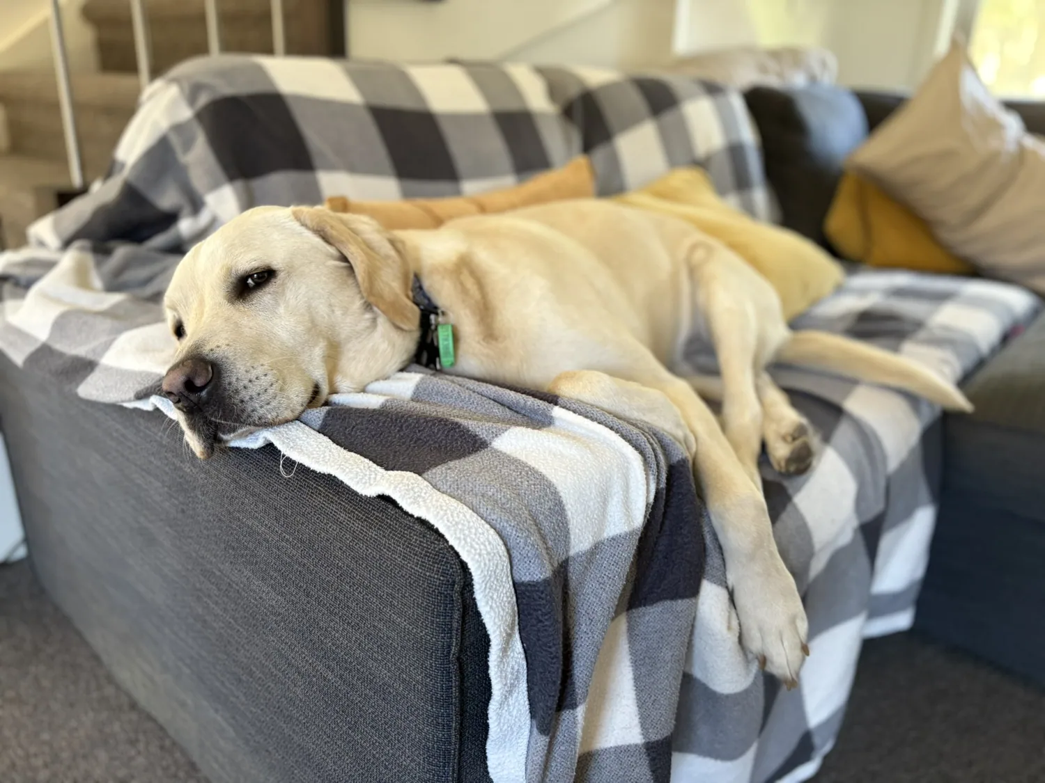 Labrador taking it easy on the sofa