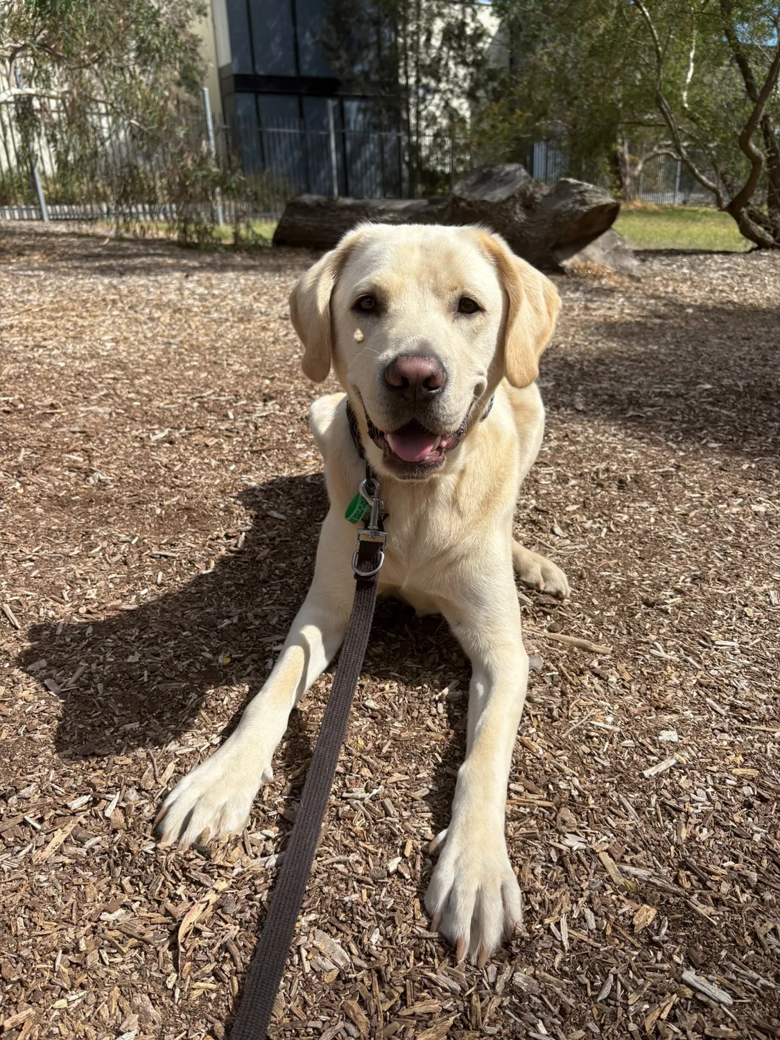Happy Labrador in the park