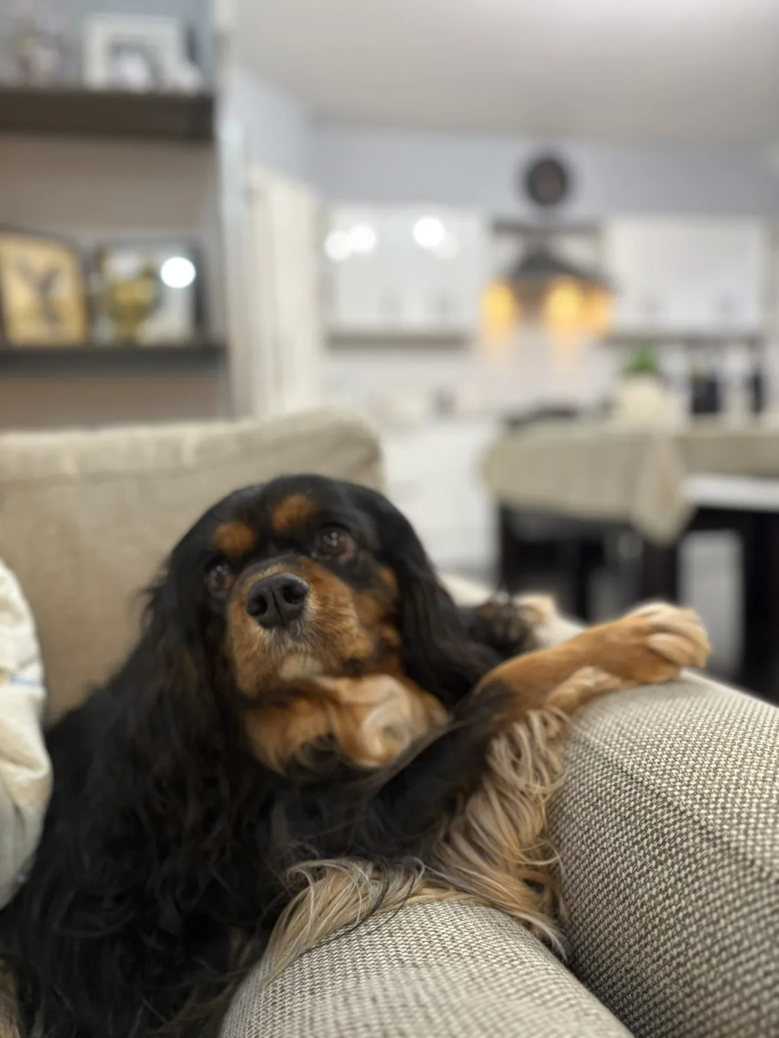 Spaniel lounging at home