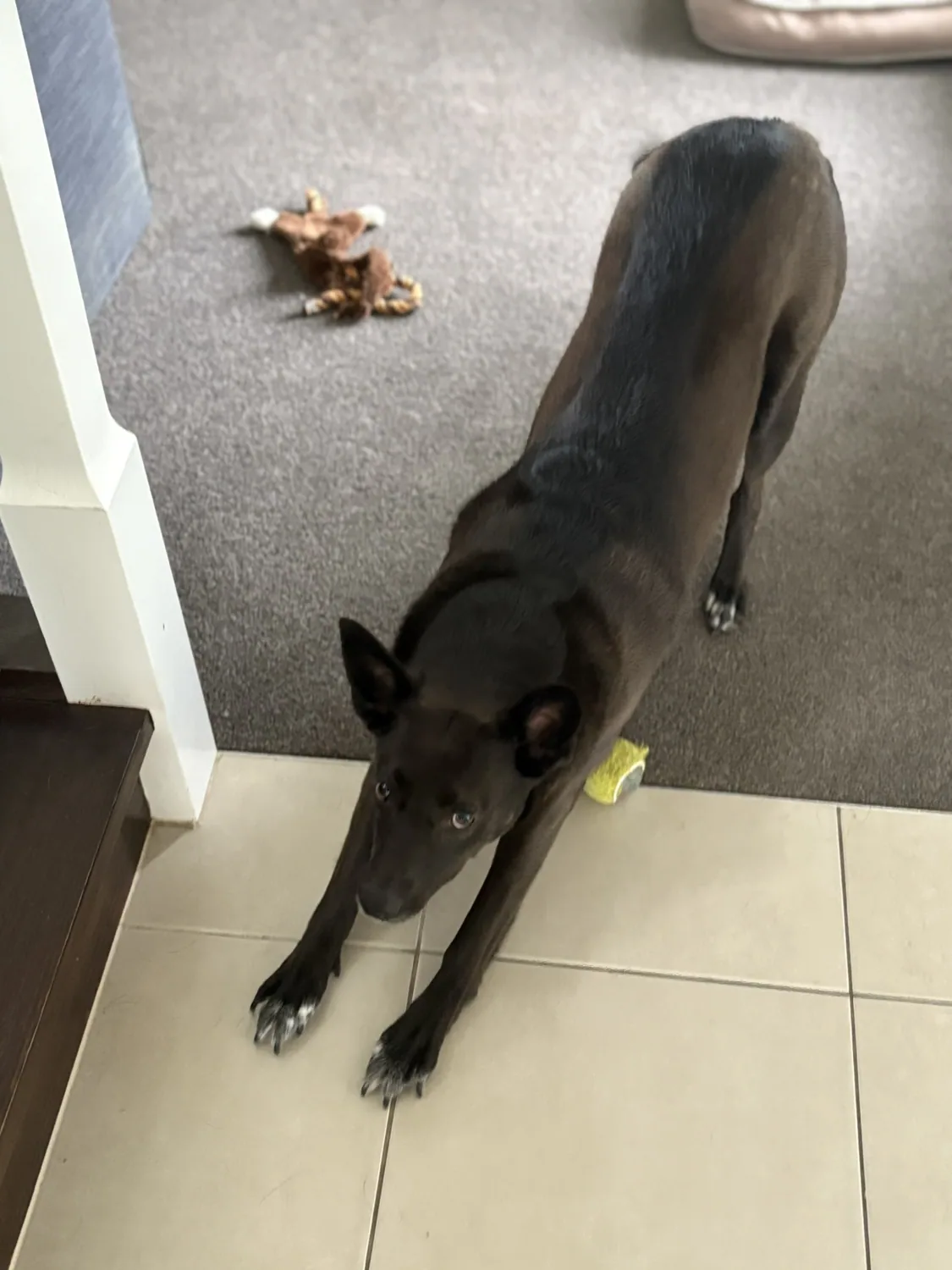 Dog stretching after a rest