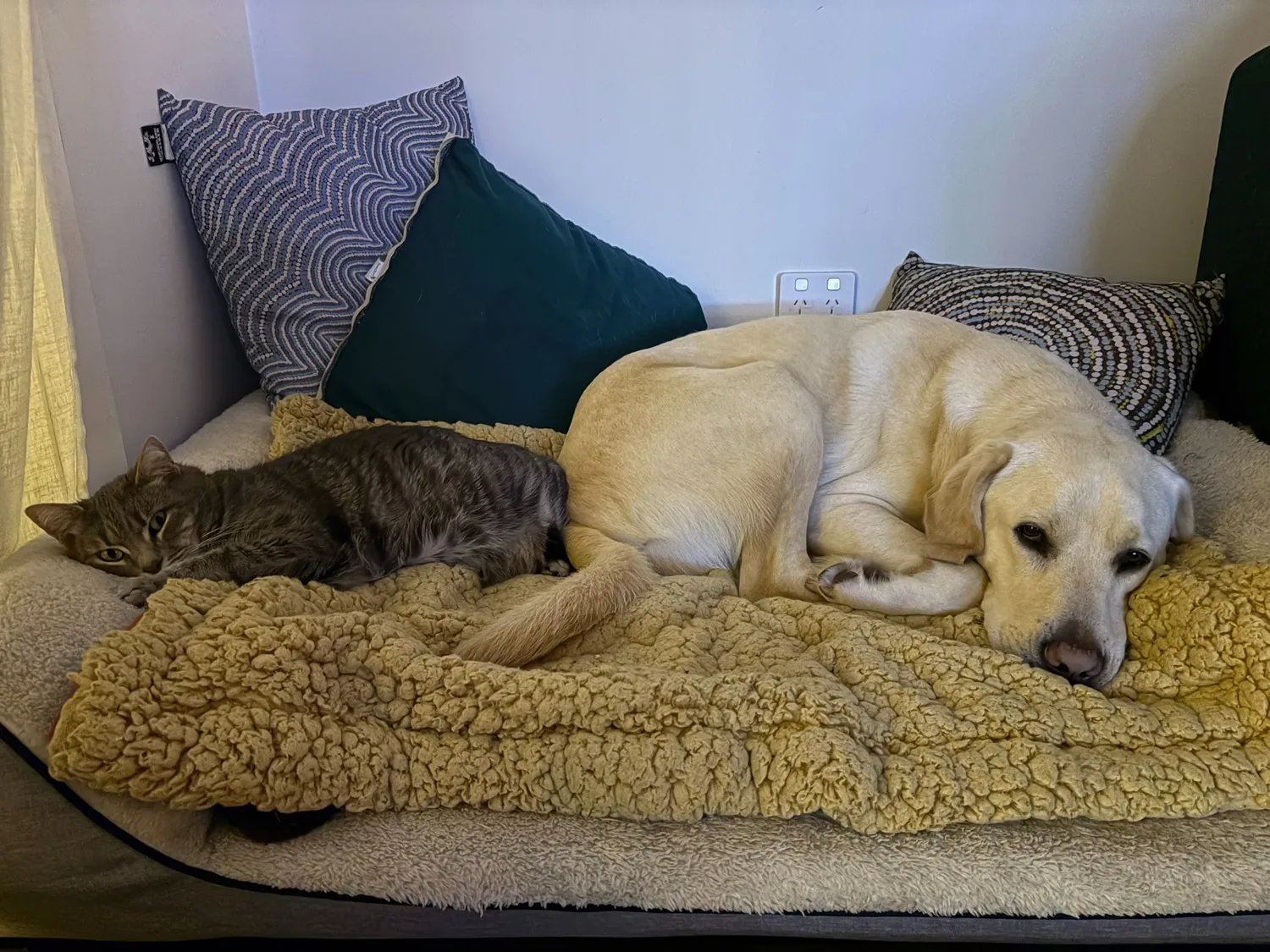 Cat and dog cosied up together