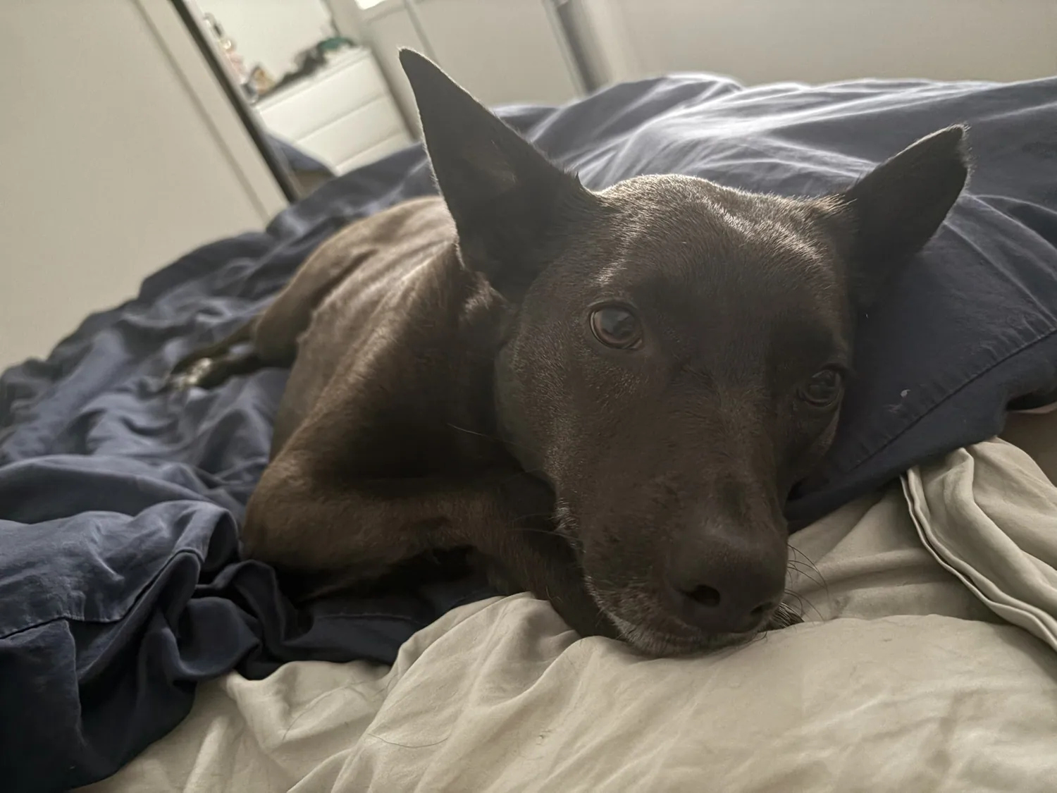 Black dog enjoying a quiet moment