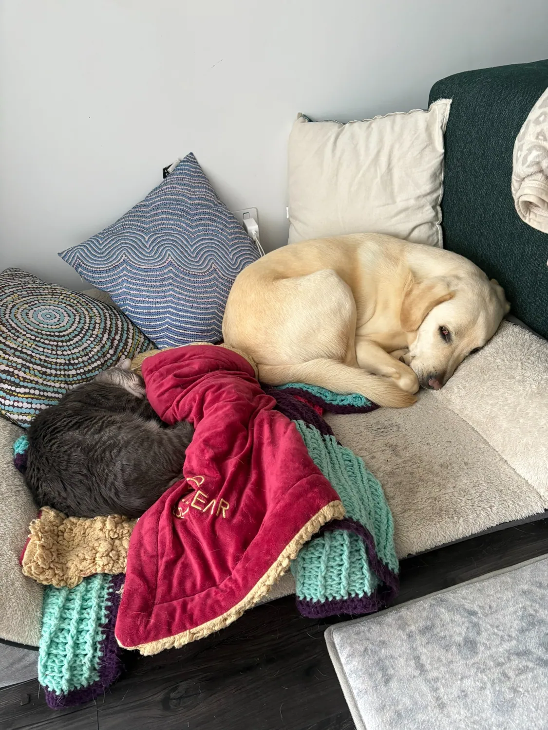 Dog and cat relaxing together