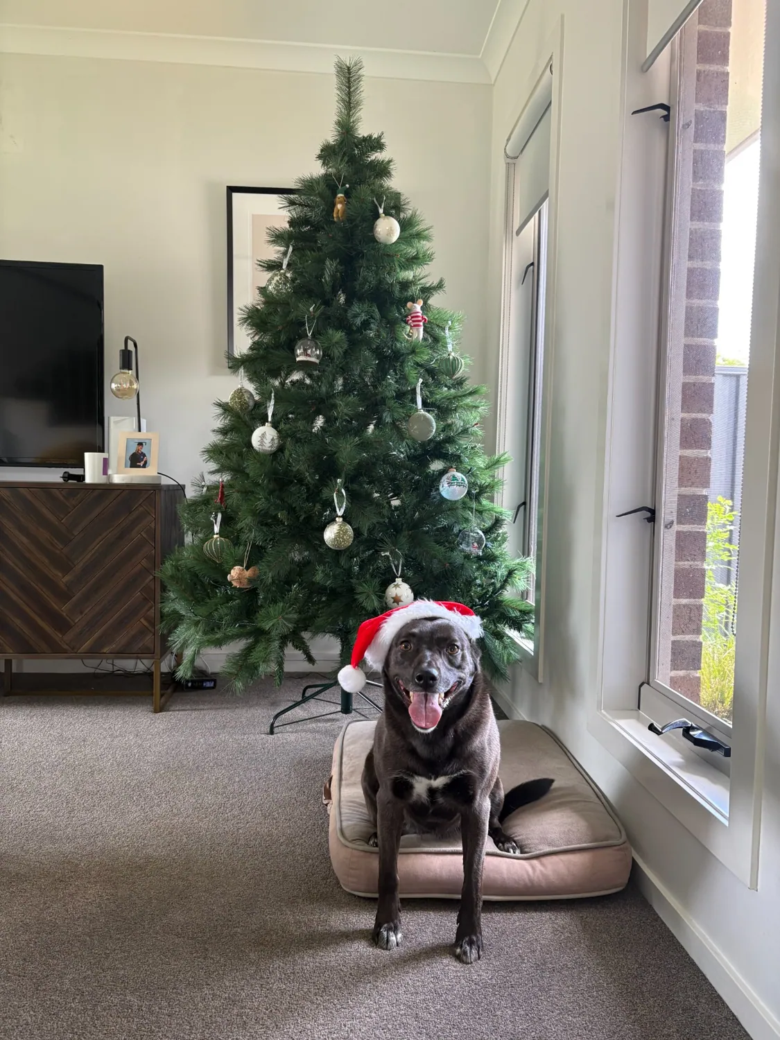 Dog dressed up for Christmas