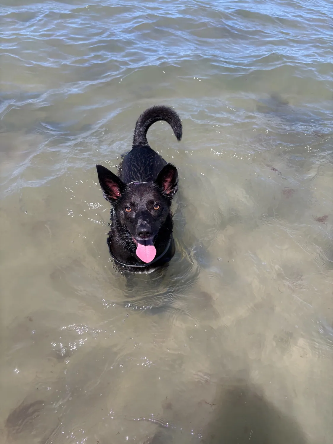 A dog enjoying a beach swim