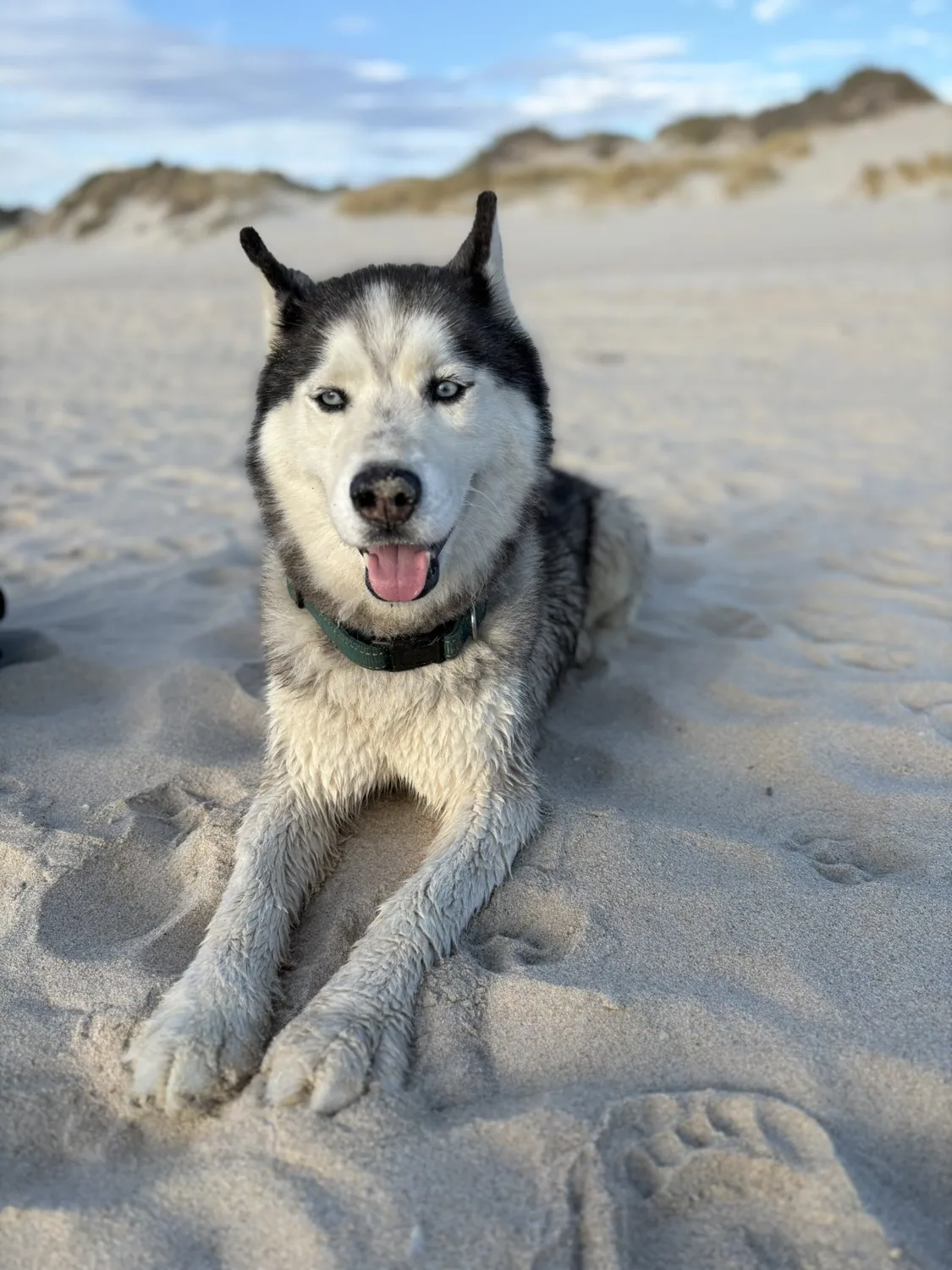 Husky relaxing on a sandy beach