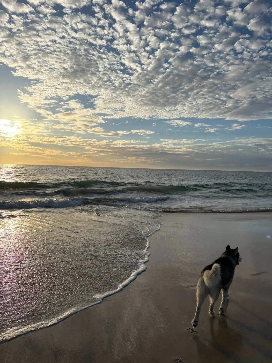 Sunset beach outing with a husky