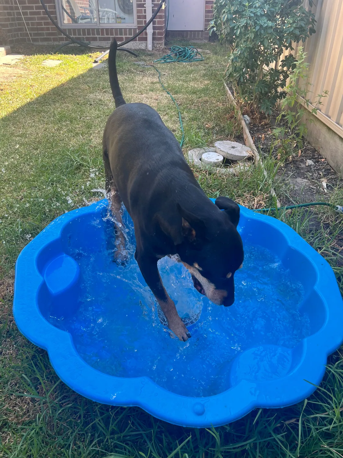 Dog cooling off in the paddling pool