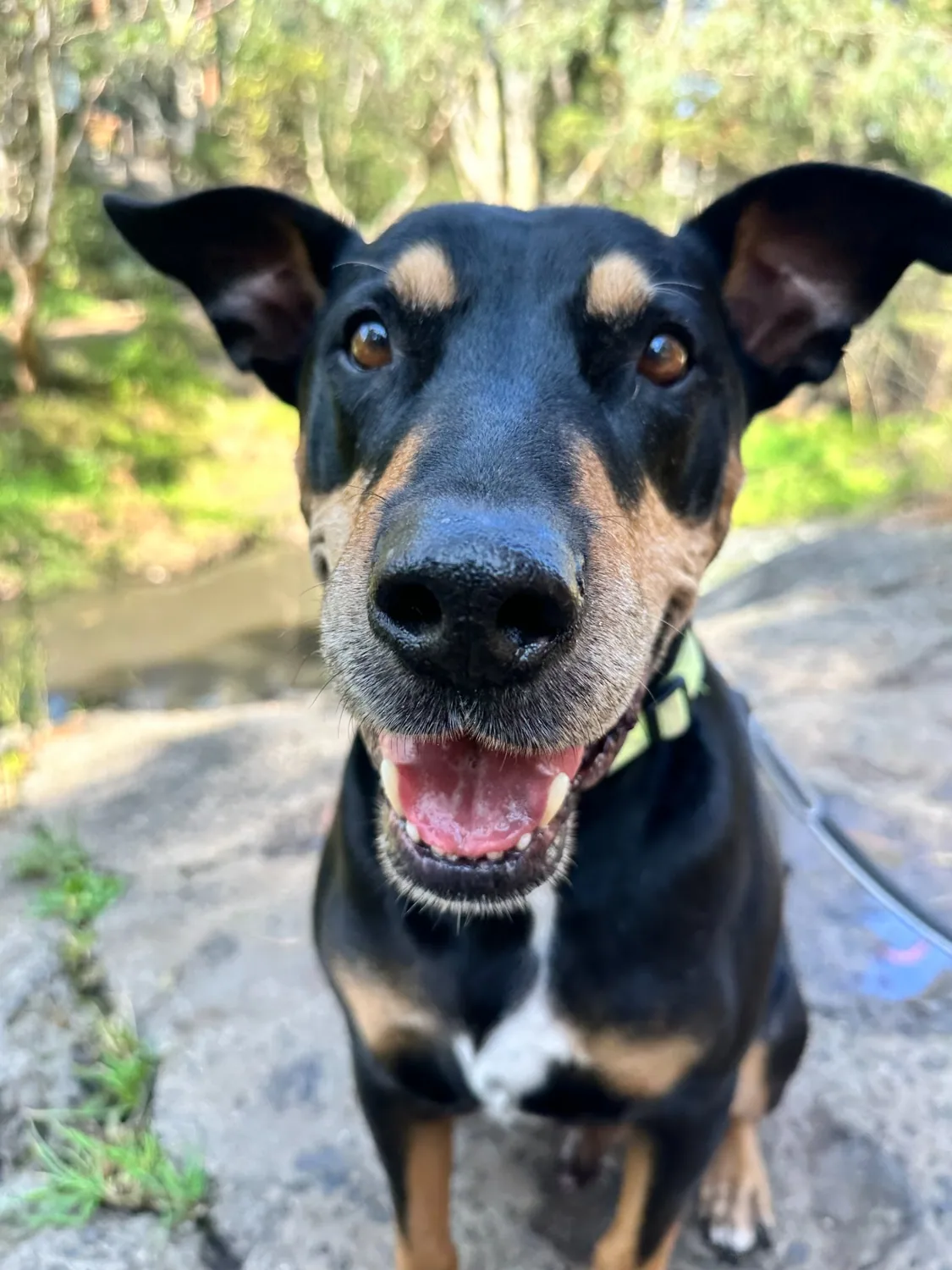 Happy dog on a bushland walk