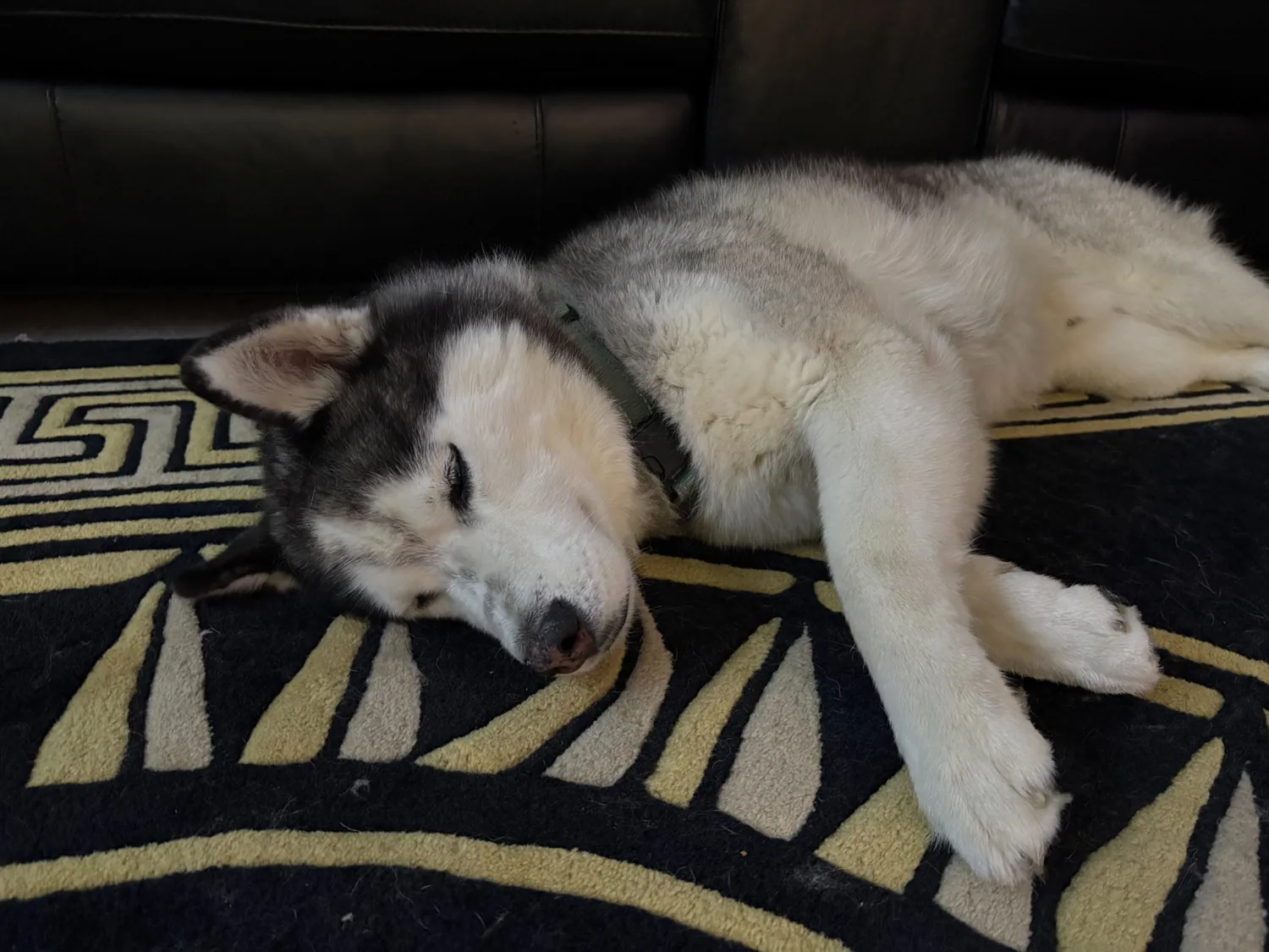 Husky enjoying a well-earned nap