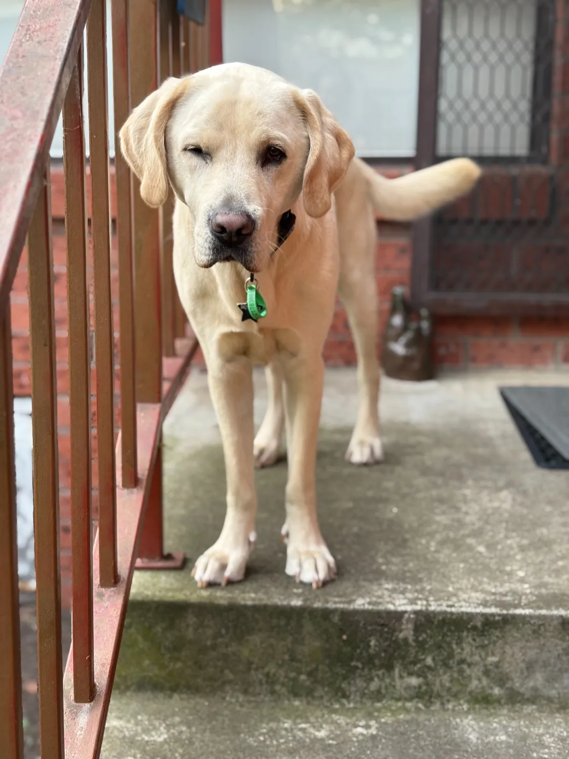 Labrador greeting the day