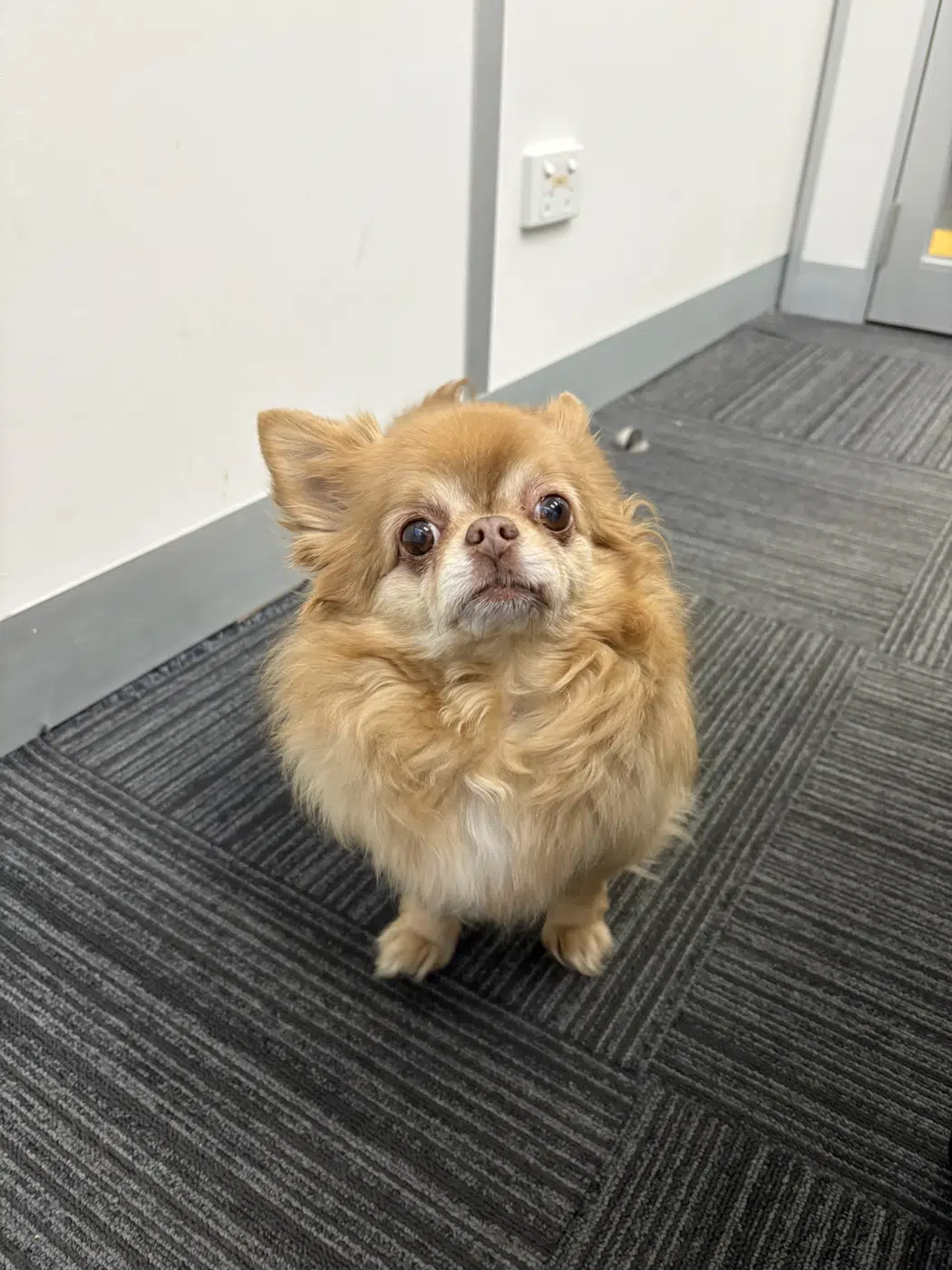 Small golden dog posing for the camera
