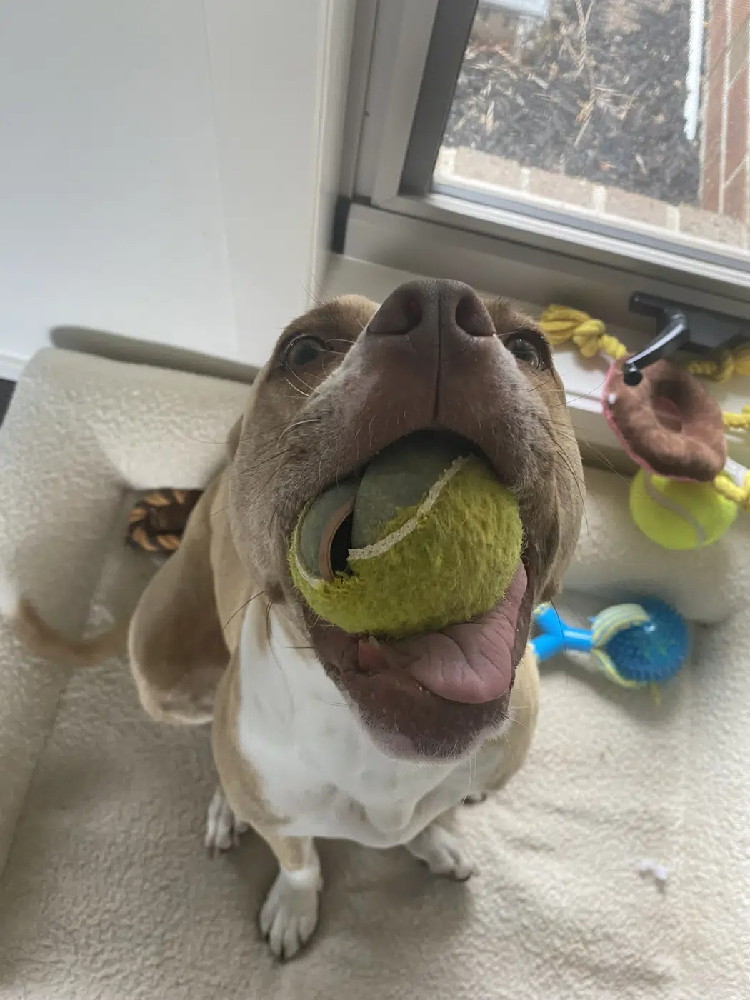 Dog enjoying a playful moment with a tennis ball