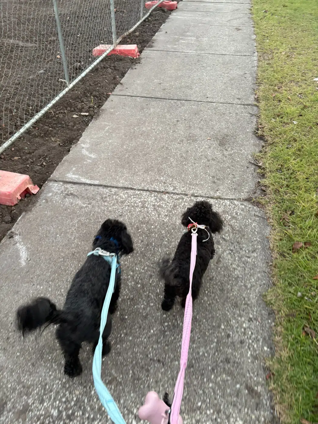 Two dogs out together on a walk