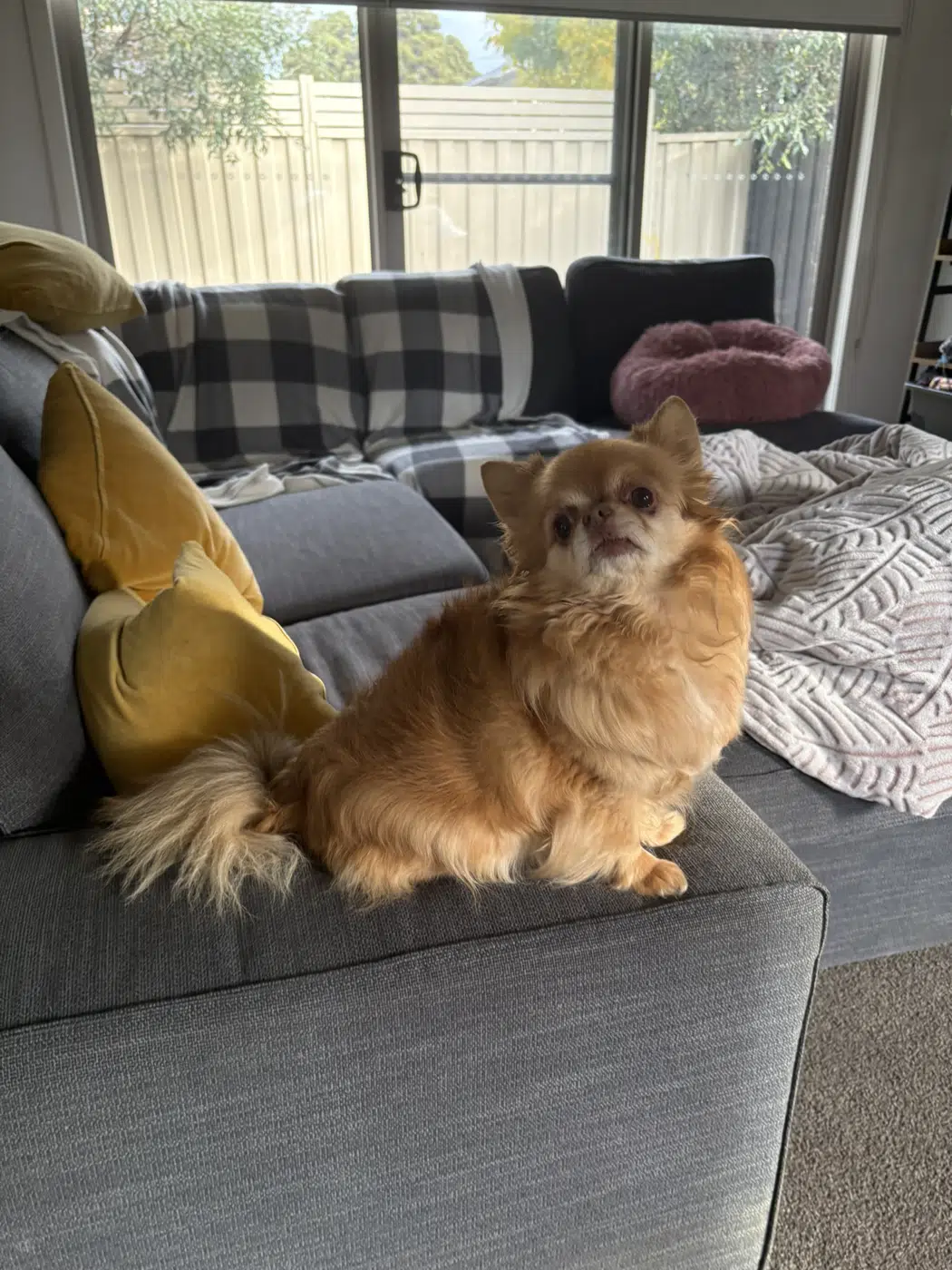 Small golden dog enjoying the sofa