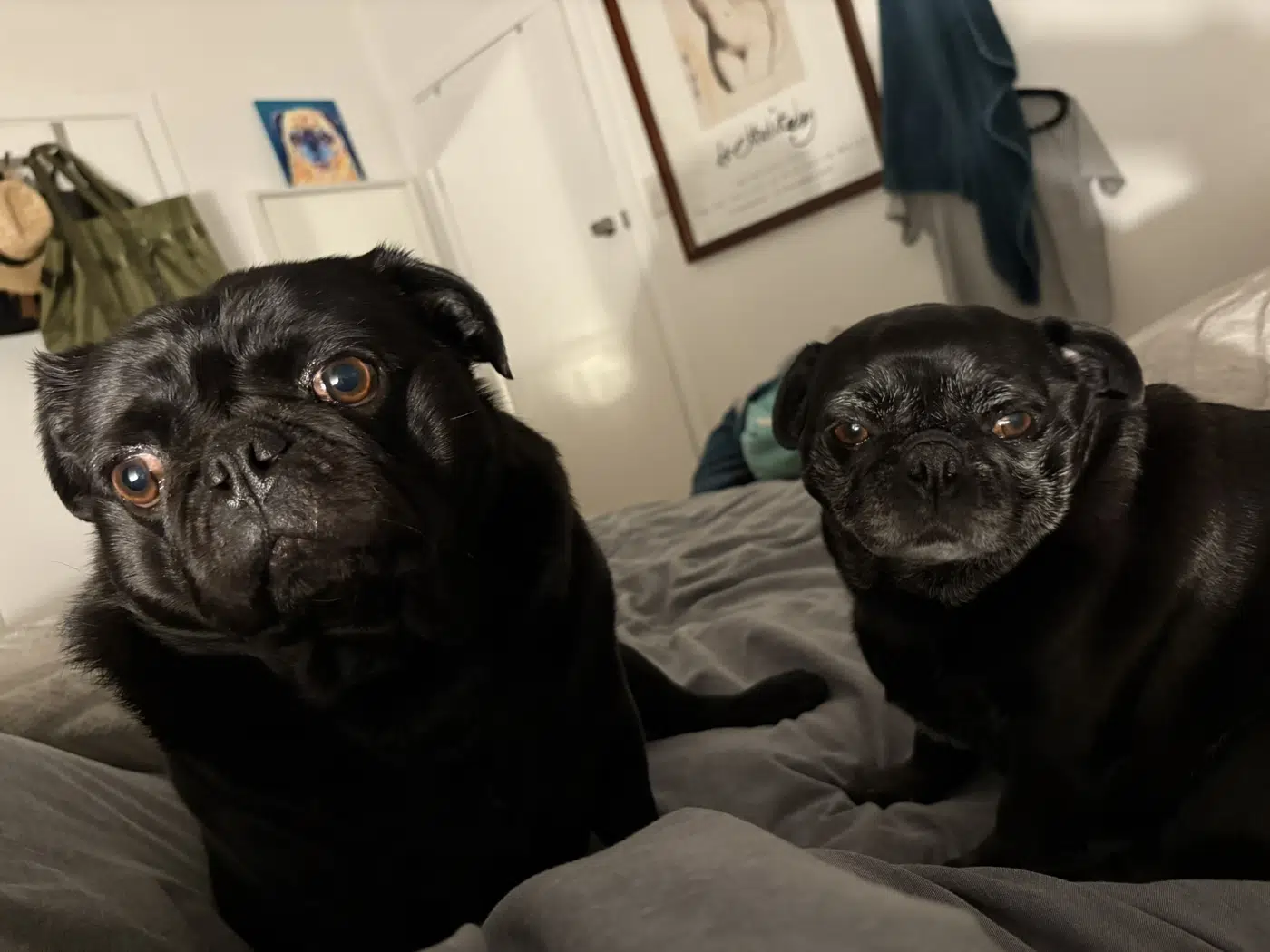 Two black pugs relaxing together