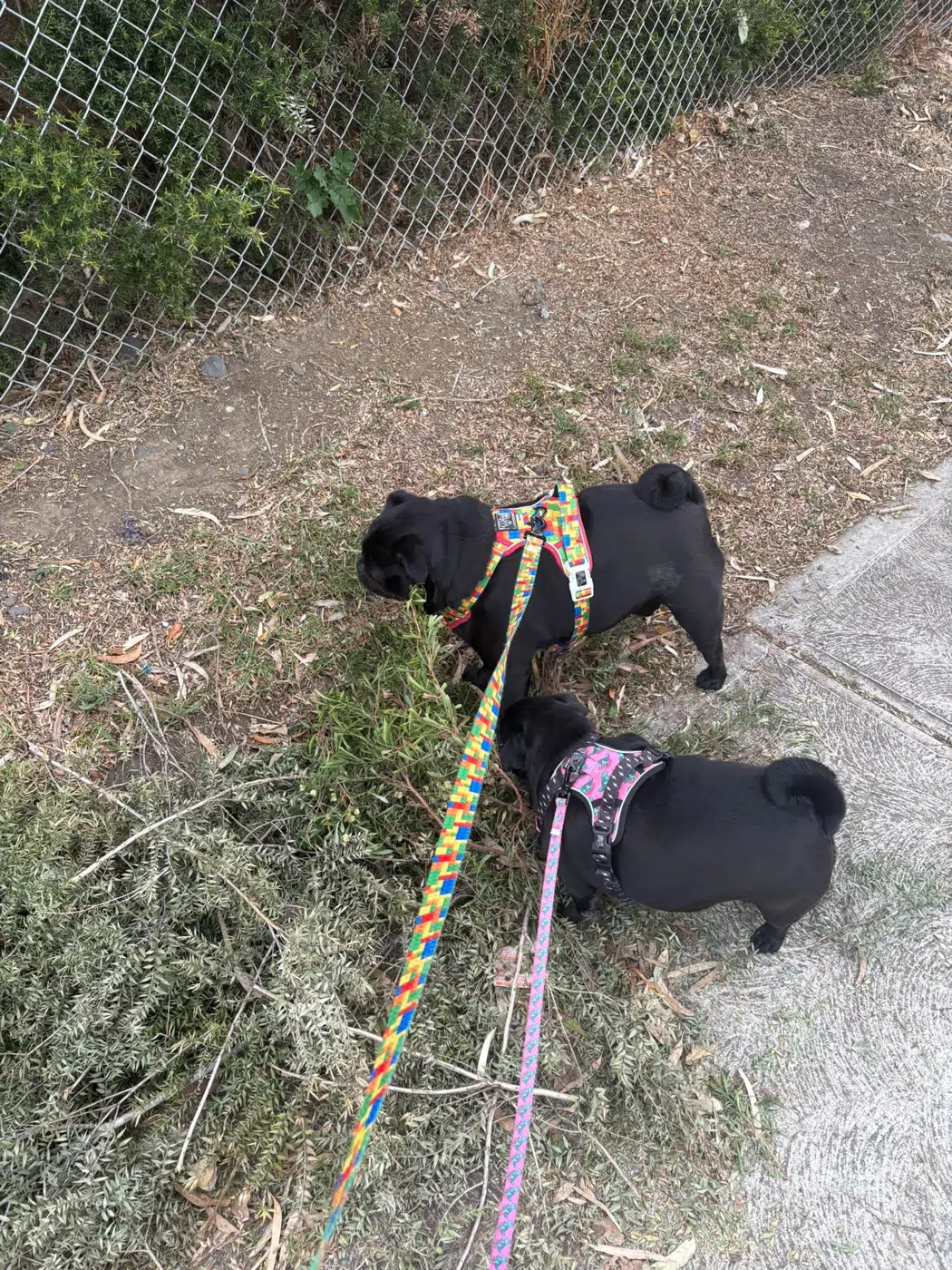 Pugs exploring on a neighbourhood walk
