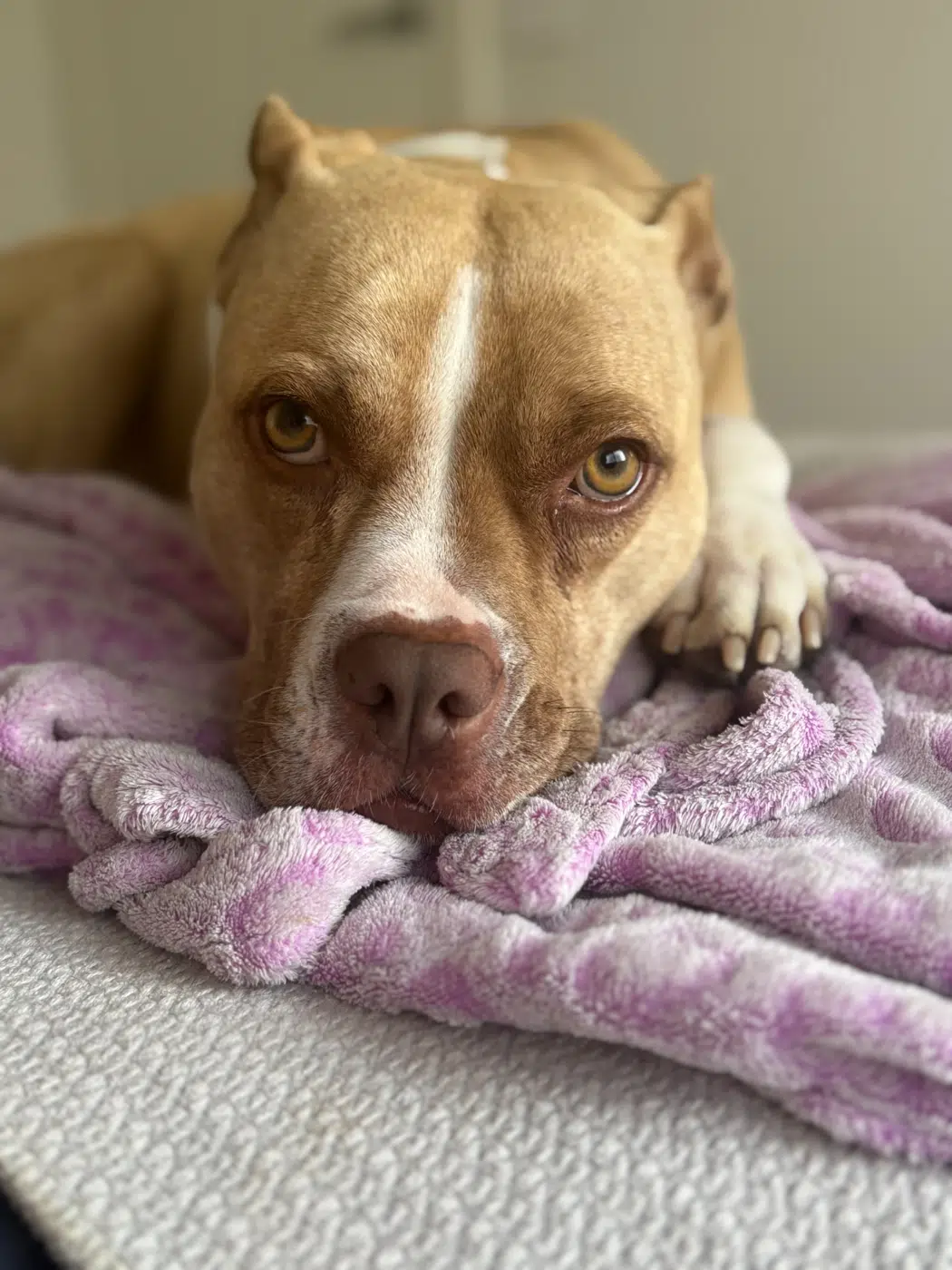 Dog resting comfortably on a blanket