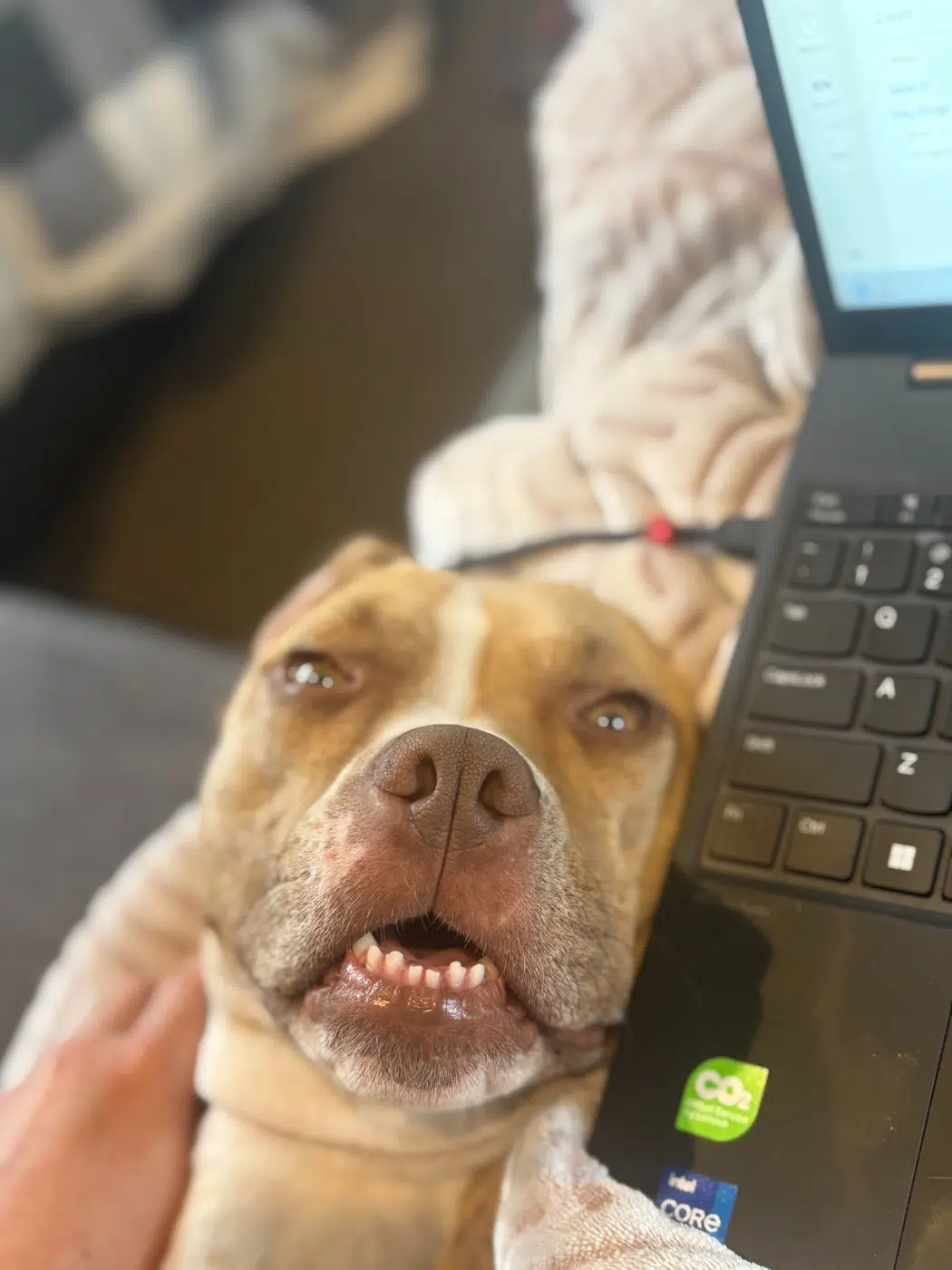 Dog keeping Zoe company while she works