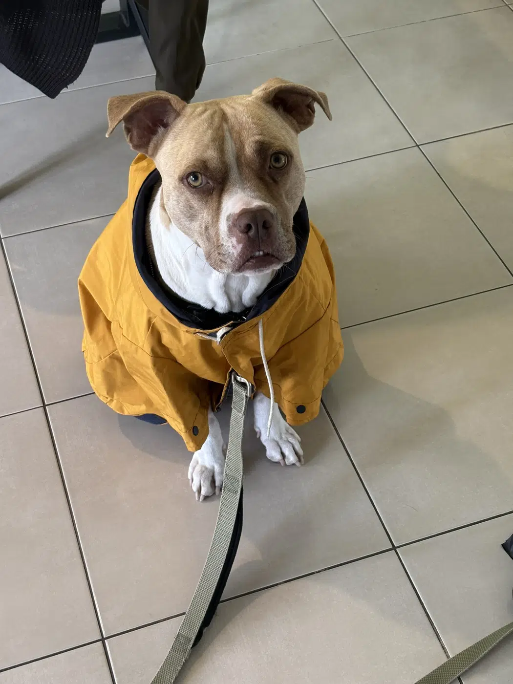 Dog ready for an adventure in a yellow raincoat