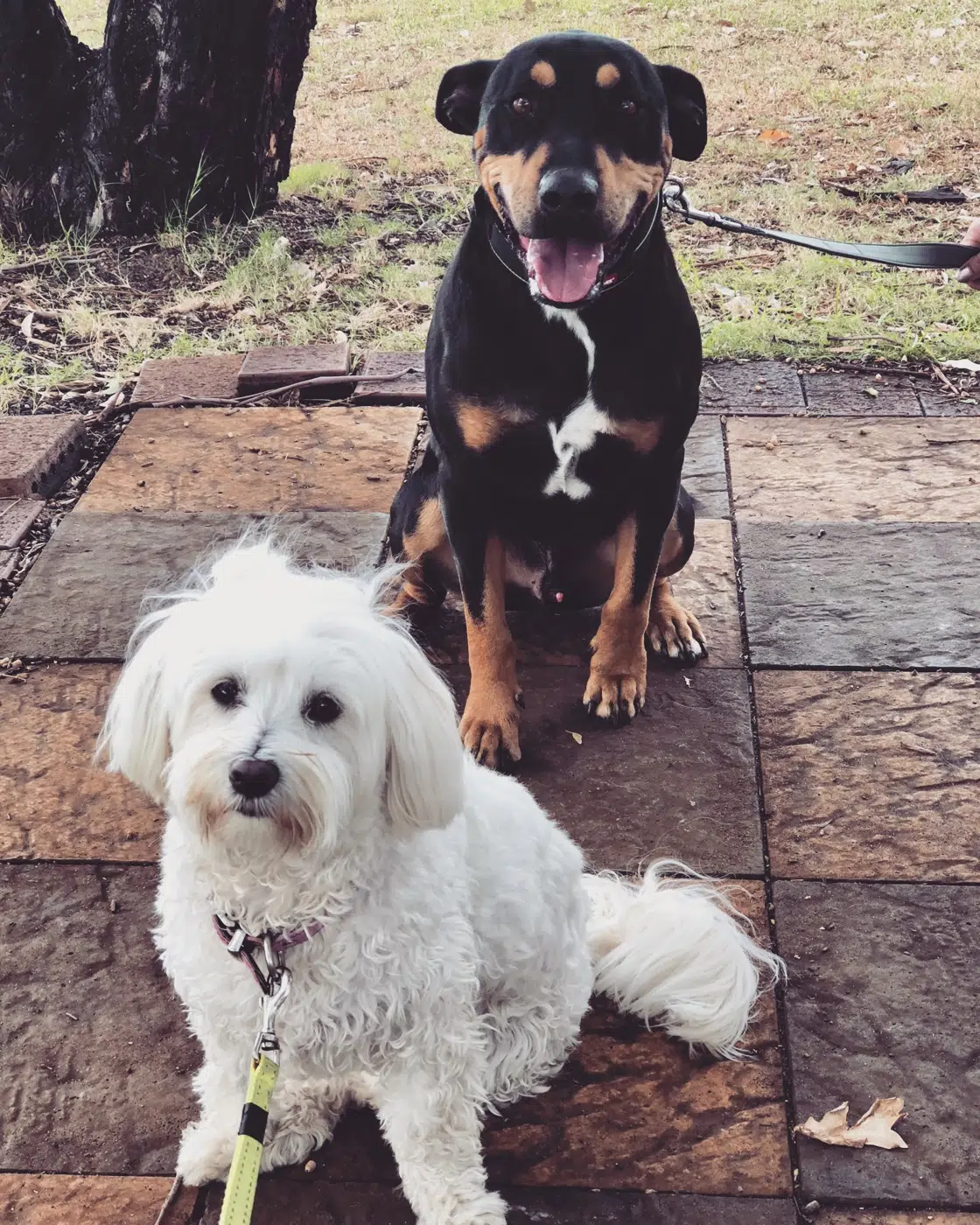 Two dogs enjoying time together outdoors