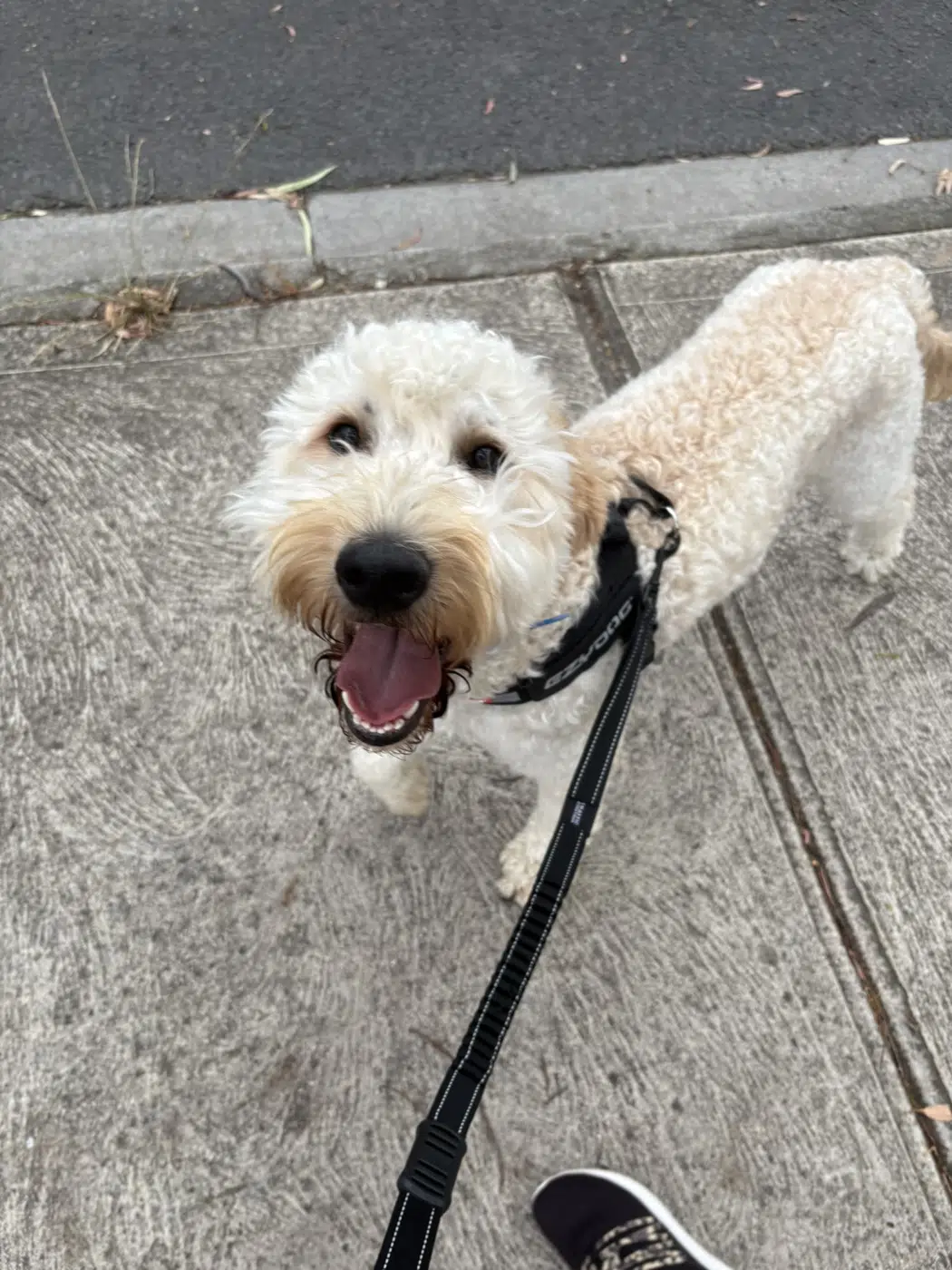 Curly-haired dog enjoying a walk