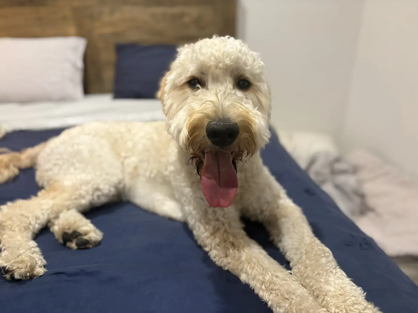 Curly-haired dog relaxing at home
