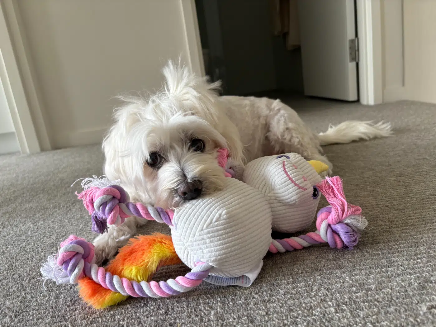Little white dog enjoying a favourite toy