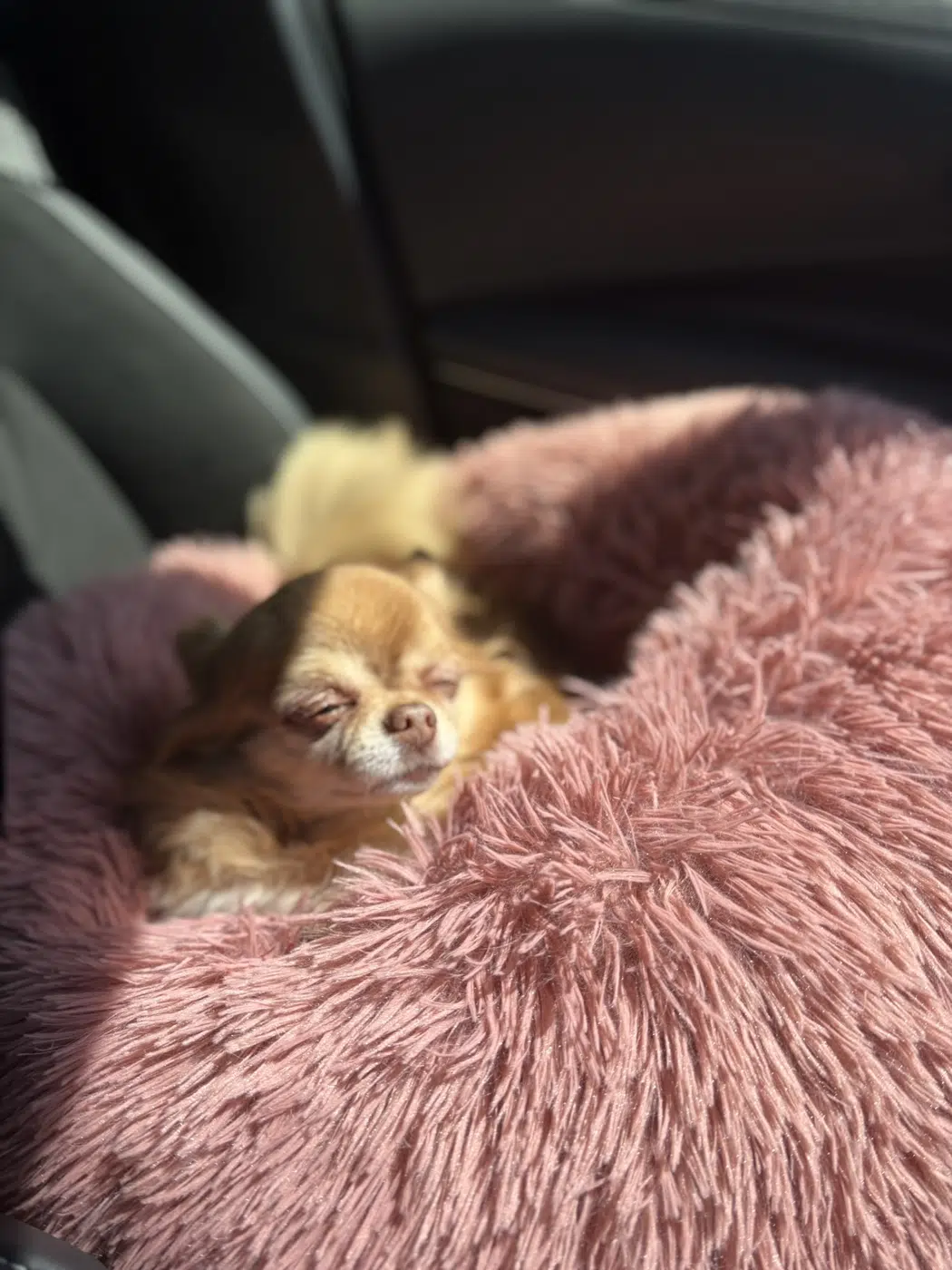 Cosy snooze in a fluffy pink dog bed